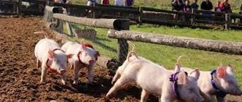 pig races